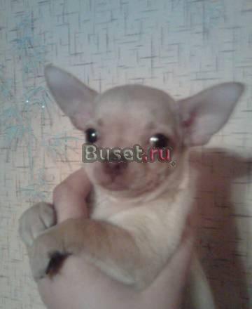 Продам куклу Москва