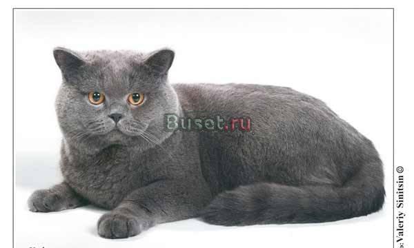 Британские клубные котята от этого кота Москва