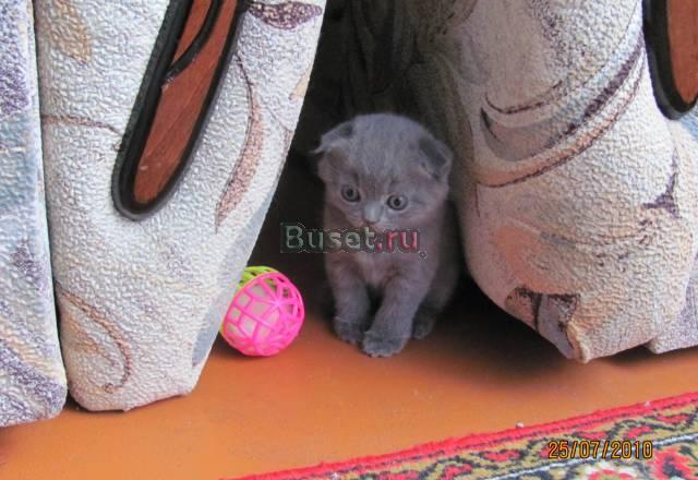Шотландский вислоухий котёнок Тамбов