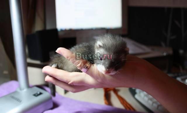 Хорёк Краснодар