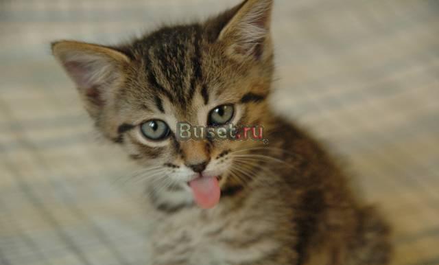 Котёнок ищет хозяев Москва