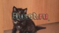 Красивый котенок девочка 2 мес Нижний Новгород