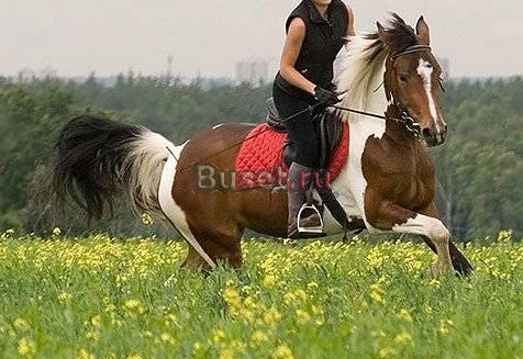 Обучение верховой езде,конные  прогулки в лес Москва
