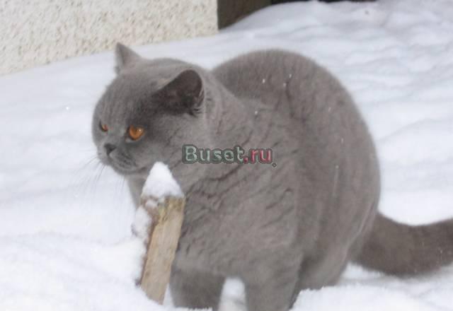 Вязка британских кошек Москва