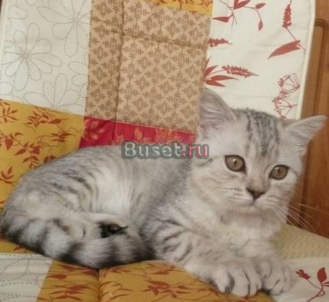 Шоколадное пятно на серебре, кошечка Санкт-Петербург