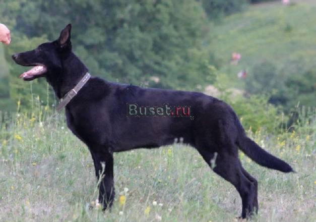 Подрощенная девочка вео Тверь