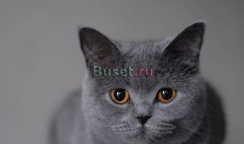 Приму в дар британца Москва