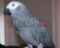 Продаю жако Санкт-Петербург