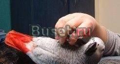 Продам жако до1 Санкт-Петербург