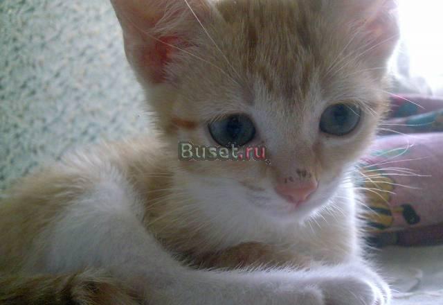 Отдам котенка в добрые руки Новосибирск