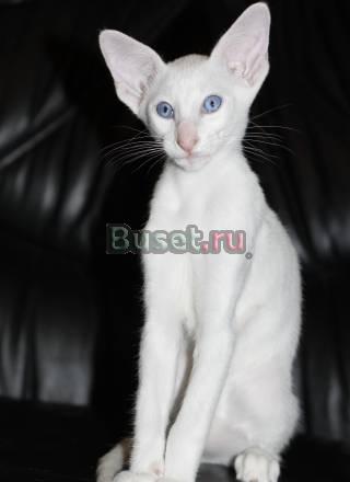 Сиамский котенок Москва