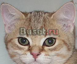 Золотая шиншилла-Британцы Владивосток