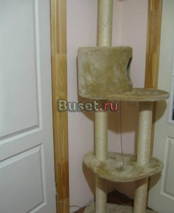 Игровая площадка для кошки Москва