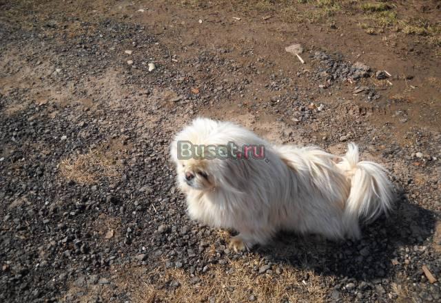 Пекинес девочка 1,5 года Великий Новгород