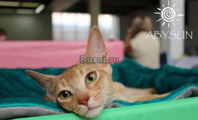 Стёпа - абиссинский котик 6 мес Москва