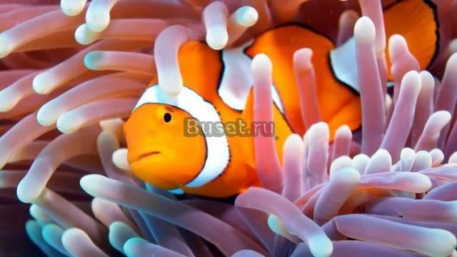 Возьмем ваших рыбок и все что лишнее Москва