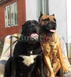 Передержка собак на любой срок Москва