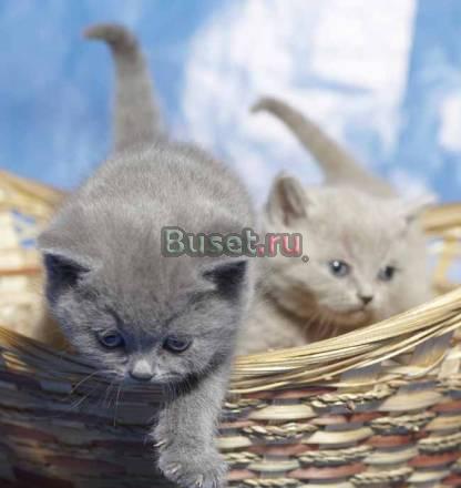 Ласковые, милые британские котята Москва