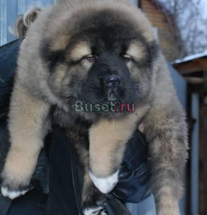 Щеночки кавказской овчарки Москва