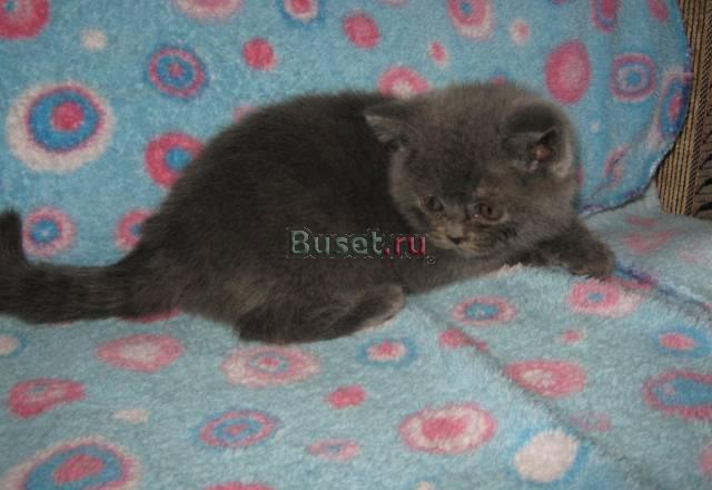 Плюшевый британский котенок Москва