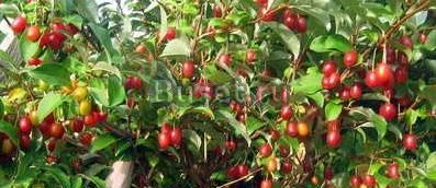 Гумми Москва