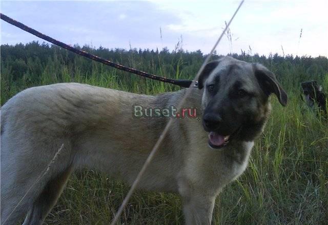 В добрые руки Бэлла - большая меховая игрушка Москва