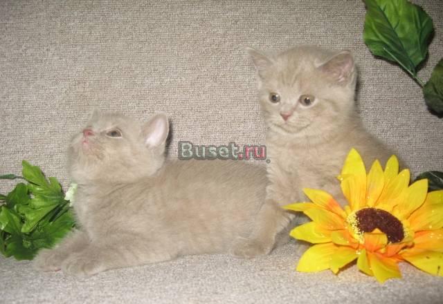 Шотландские котятаСтрайты Москва