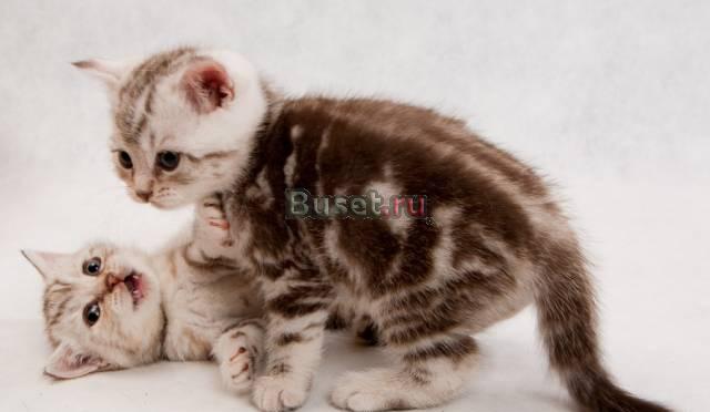 Катер КС-100Д Ейск