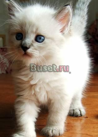 Голубоглазые невские маскарадные котята Москва