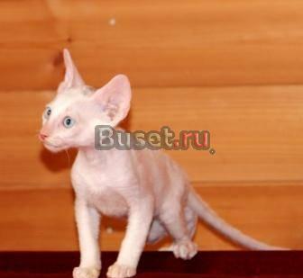 Корниш-рекс. Белоснежные ушастые кудряшки. Клубные Москва