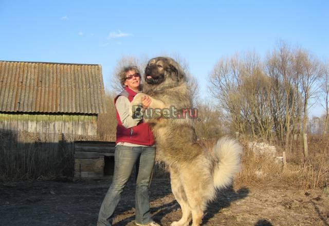 Кавказская овчарка кобель для вязки Воскресенск