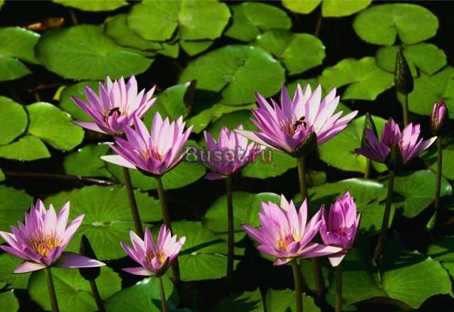 Информация Москва