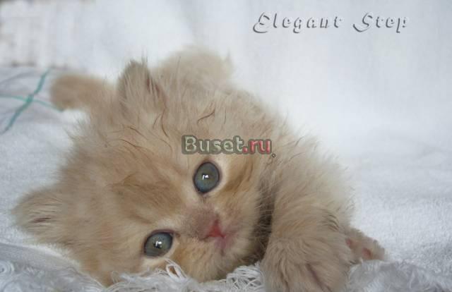 Персидский котенок, мальчик Москва