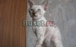 Котята корниш-рекс Нижний Новгород