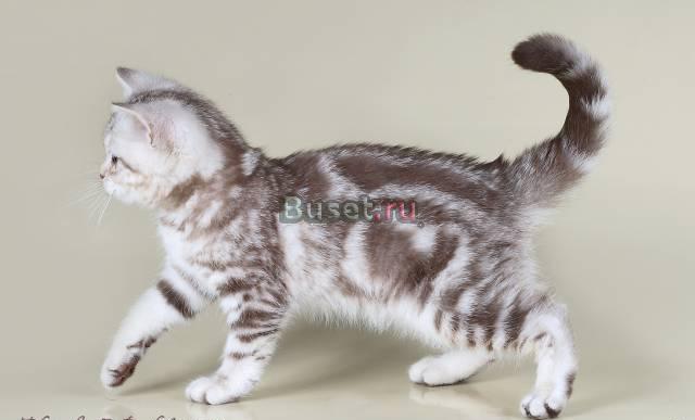 Британские котята шоколадные мраморята Санкт-Петербург