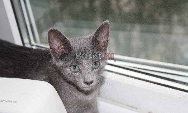 Котят Русской голубой кошки Москва