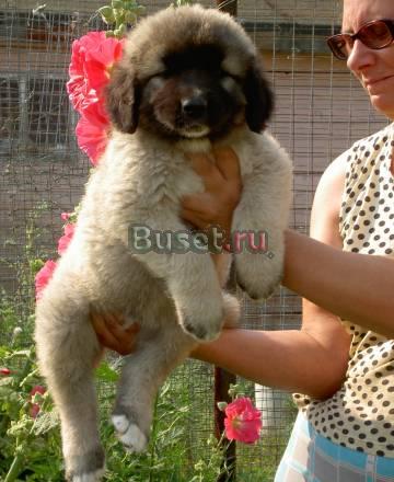 Кавказской овчарки щенки Воскресенск
