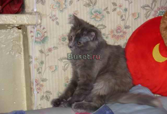 Котёнка в хорошие руки Москва