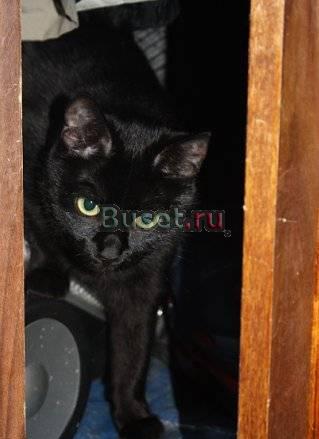 Отдадим в хорошие руки кошку Гатчина