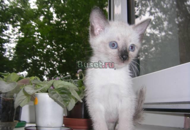 Сиамские (тайские) котята - чудные ребята Нижний Новгород