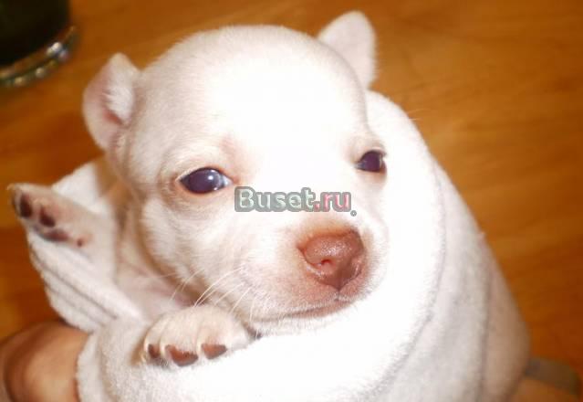 Миниатюрный Чихуахуа щенки длинношерстные щенки Москва
