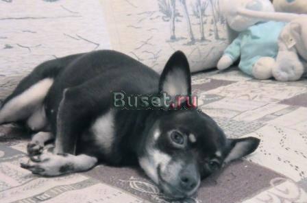 Передержка  животных Москва