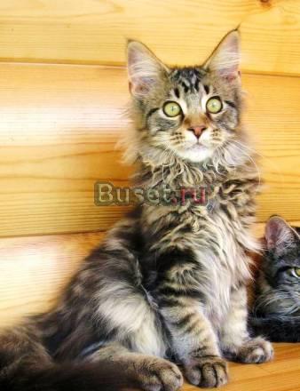 Мейн  куна котик 4 мес. Питомник Москва