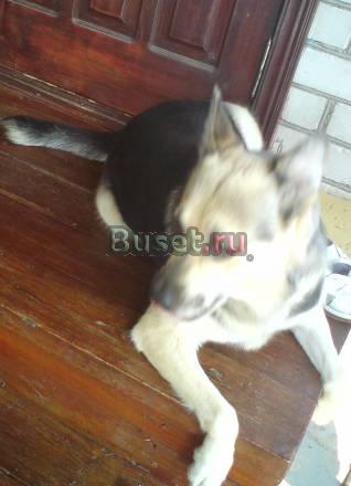 Ищу кобеля на вязку Волгоград