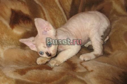 Котик породы Девон-рекс Обнинск