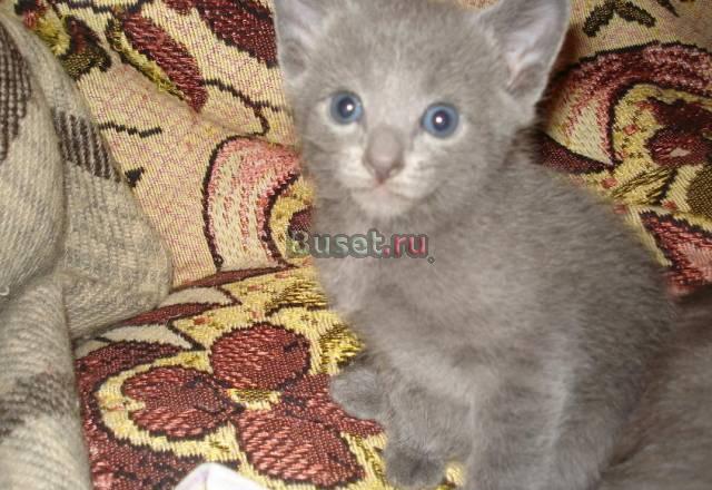 Котята русские голубые Санкт-Петербург