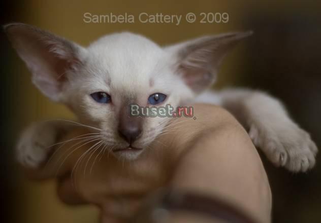 Сиамские(ориентальные) котята Москва