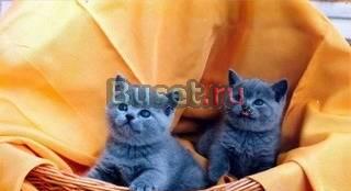 Выставка котят ВВЦ пав N 64 Москва