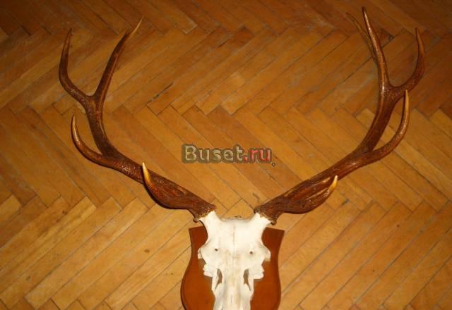 Рога оленя Москва