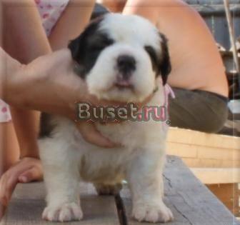 Сенбернара щенки в питомнике "Large Paw" Москва